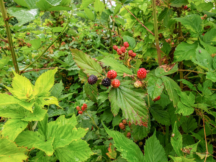 blackberries on the vine-  harvesting the garden