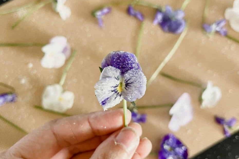 Candied Flowers Recipe – How to Make Sugared Pansies & Violets
