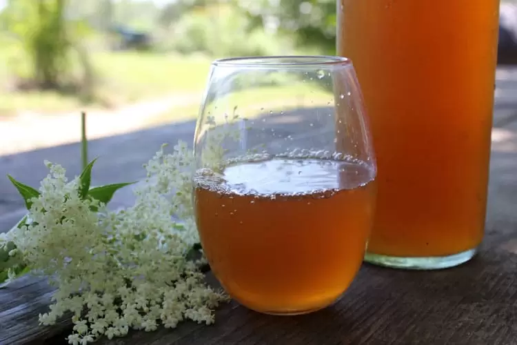Elderflower Kombucha Recipe :: Wildcrafted, Fizzy, and Delicious!