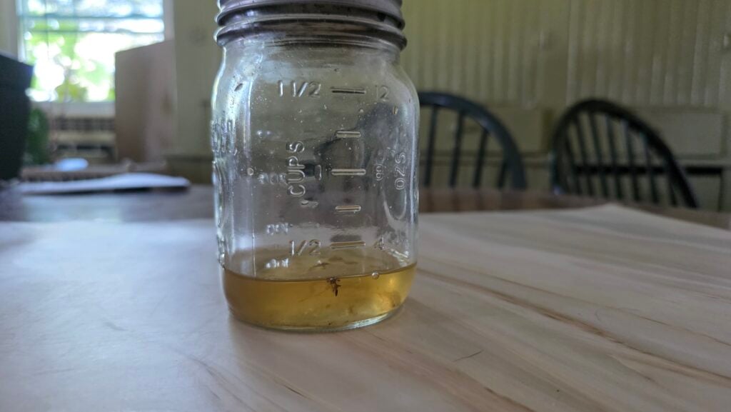 Fruit fly trap on a table.