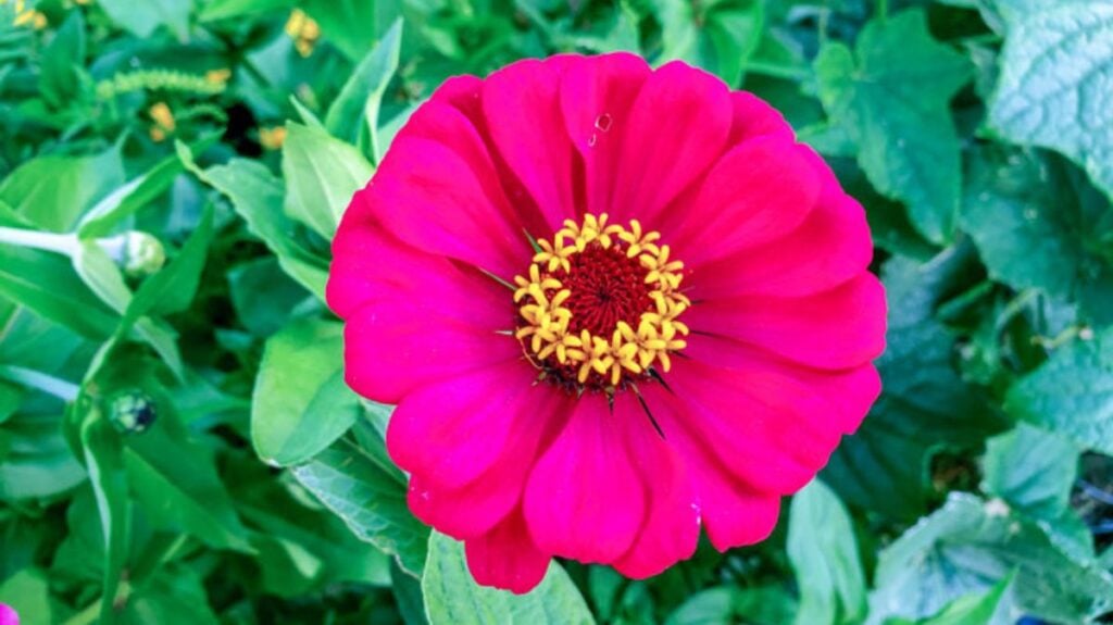 Beautiful pink zinnia flower.